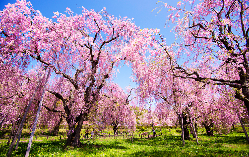 「米内浄水場 桜」の画像検索結果